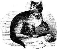 CAT011K.TIF