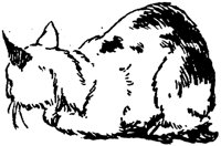CAT011G.TIF