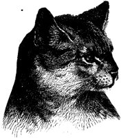 CAT011C.TIF