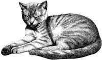CAT011B.TIF