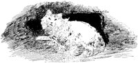 CAT008K.TIF