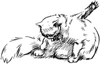 CAT007B.TIF