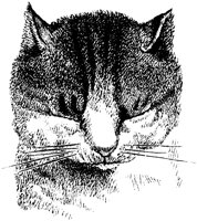 CAT006J.TIF