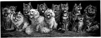 CAT006A.TIF