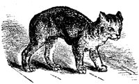 CAT003K.TIF