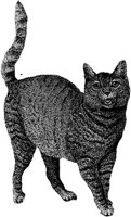 CAT002C.TIF