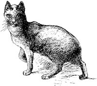 CAT002B.TIF