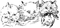 CAT002A.TIF