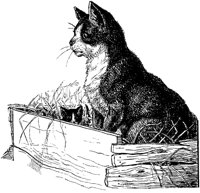 CAT001C.TIF