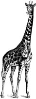 OTC031C.TIF