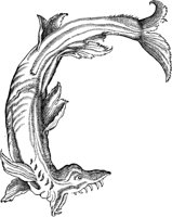 WFB004A.TIF