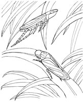 ICB036A.TIF