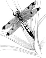 ICB024A.TIF