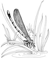 ICB021A.TIF