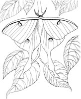 ICB010A.TIF