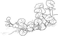 CWD039B.TIF