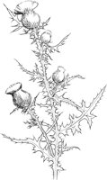 CWD037A.TIF