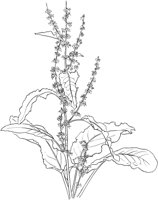 CWD036A.TIF