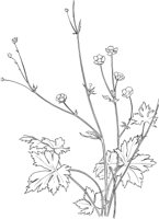 CWD034A.TIF