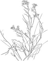 CWD029A.TIF