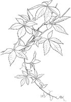 CWD023A.TIF