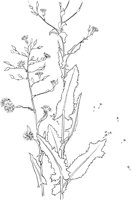 CWD022A.TIF