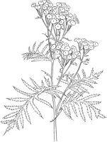 CWD021A.TIF