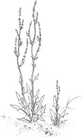 CWD019A.TIF
