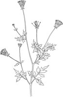CWD018A.TIF