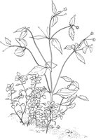 CWD015A.TIF