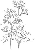CWD013A.TIF