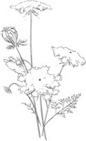CWD009A.TIF