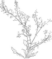 CWD005A.TIF