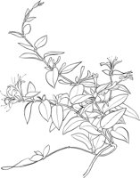 CWD001A.TIF