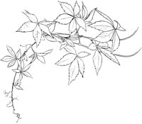 CWD000A.TIF