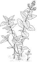 HRB025A.TIF
