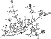 HRB018A.TIF
