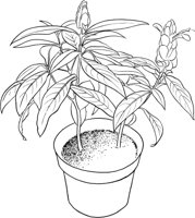 HPL029A.TIF