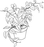 HPL026A.TIF