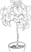 HPL006A.TIF