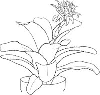 HPL001A.TIF
