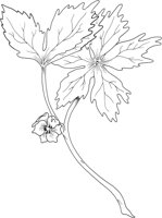 MDP034A.TIF