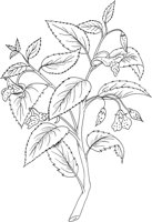 MDP025A.TIF