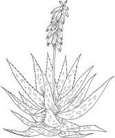 MDP005A.TIF