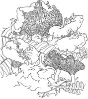 MSH025A.TIF