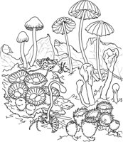 MSH020A.TIF