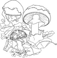 MSH010A.TIF