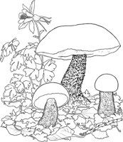 MSH003A.TIF