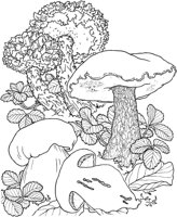 MSH001A.TIF