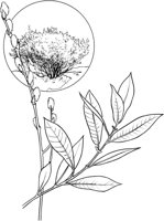 TNE045A.TIF